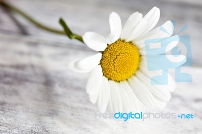 Common Chamomile Flowers On Wooden Table Stock Photo