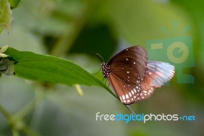 Common Crow Butterfly (euploea Core) Stock Photo Common Crow Butterfly (euploea Core) Stock Photo
