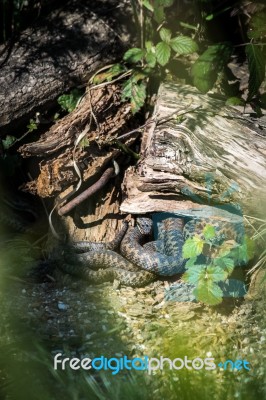 Common European Adder (vipera Berus) Stock Photo