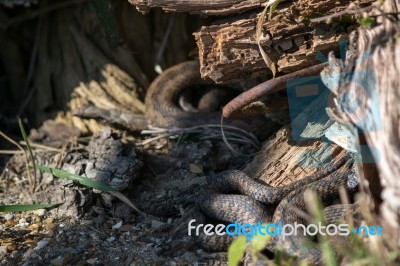 Common European Adder (vipera Berus) Stock Photo