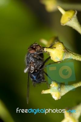 Common Fly Insect Stock Photo
