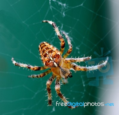 Common Garden Spider (orb Weaver) Stock Photo