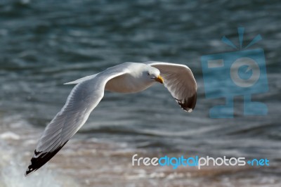 Common Gull (larus Canus) Stock Photo