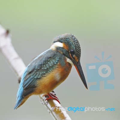 Common Kingfisher Stock Photo