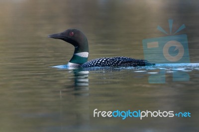 Common Loon Stock Photo