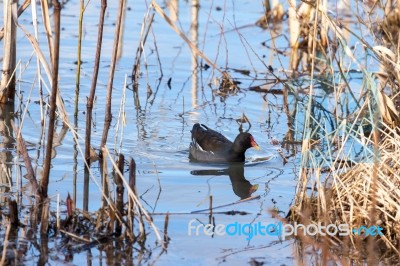 Common Moorhen (gallinula Chloropus) Stock Photo