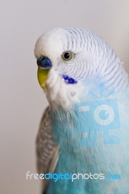 Common Pet Parakeet Stock Photo