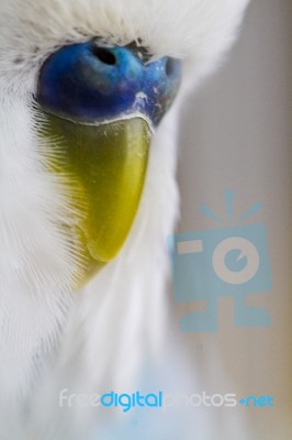 Common Pet Parakeet Beak Stock Photo