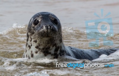Common Seal Stock Photo