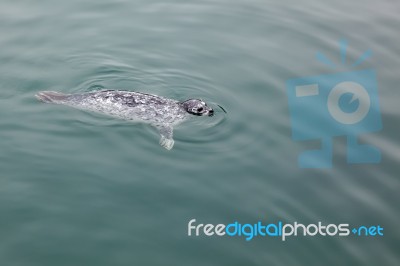 Common Seal (phoca Vitulina) Stock Photo