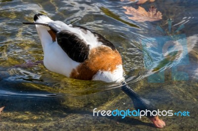 Common Shelduck (tadorna Tadorna) Stock Photo