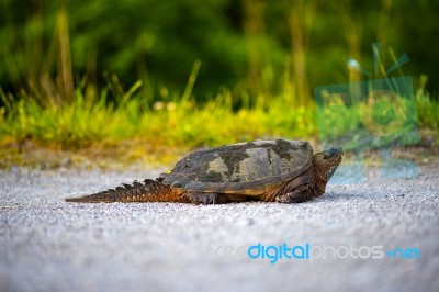 Common Snapping Turtle Stock Photo