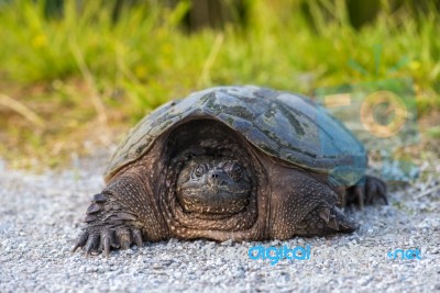 Common Snapping Turtle Stock Photo
