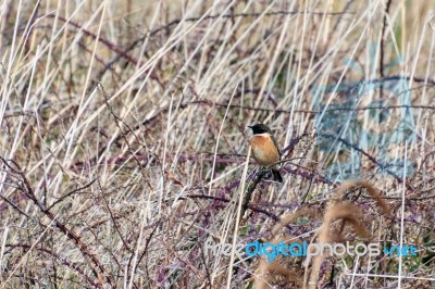 Common Stonechat (saxicola Rubicola) At Portland Bill Dorset Stock Photo