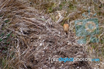 Common Stonechat (saxicola Rubicola) At Portland Bill Dorset Stock Photo