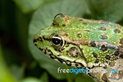 Common Water Frog Stock Photo