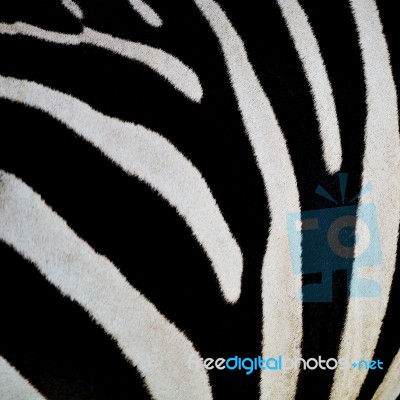 Common Zebra Skin Stock Photo