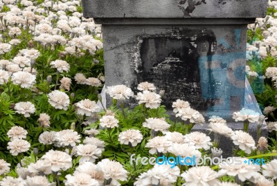 Concrete Pedestal In The Marigolds Field Stock Photo