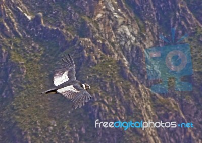 Condor In Flight Stock Photo