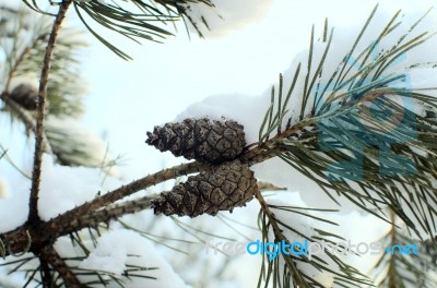 Cones On A Branch In The Snow Stock Photo