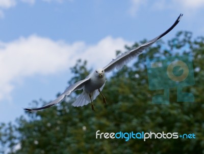Confident Gull Is Flying Somewhere Stock Photo