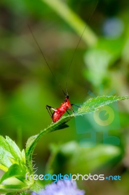 Conocephalus Melas Tiny Red Cricket Stock Photo