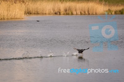 Coot (fulcia Atra) Running Across The Wate Stock Photo