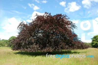 Copper Beech Stock Photo Copper Beech Stock Photo