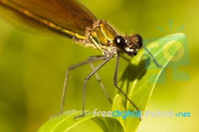 Copper Demoiselle Insect Stock Photo