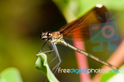 Copper Demoiselle Insect Stock Photo