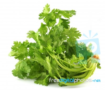 Coriander Stock Photo