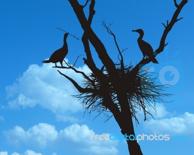 Cormorants Nest Built Stock Image