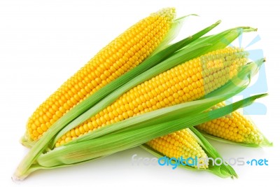 Corn Stock Photo