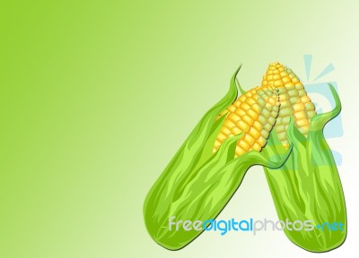 Corn Stock Image