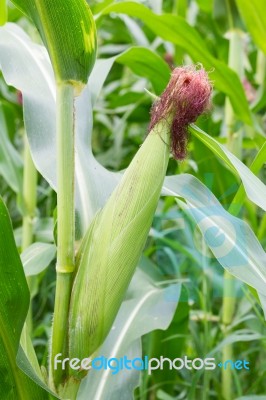 Corn On The Stalk Stock Photo