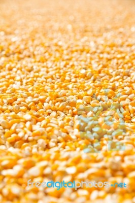 Corn Seed  Stock Photo