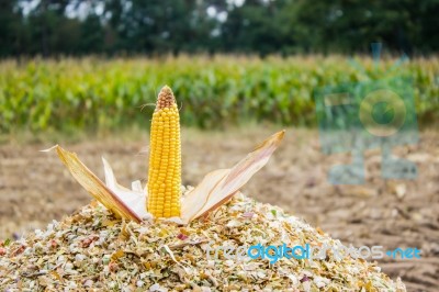 Corncob On Chopped Corn Stock Photo