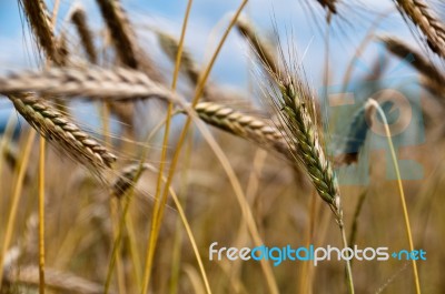 Cornfield Stock Photo