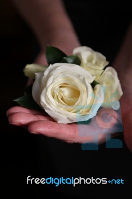 Corsage In Hand Stock Photo