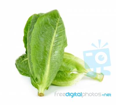 Cos Lettuce Isolated On The White Background Stock Photo