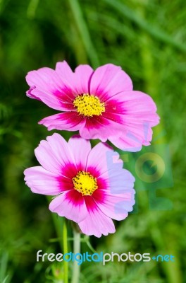 Cosmos Flower Stock Photo