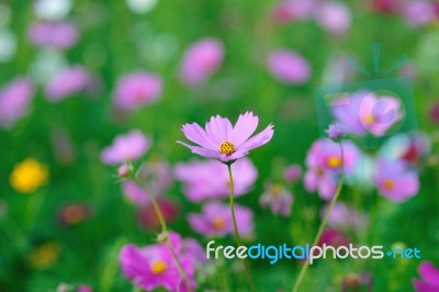 Cosmos Flower Field Stock Photo