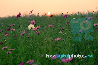 Cosmos Flowers Stock Photo