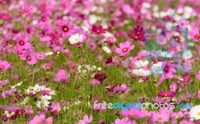Cosmos Flowers At Beautiful In The Garden Stock Photo