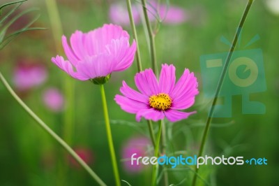 Cosmos Flowers Field Stock Photo