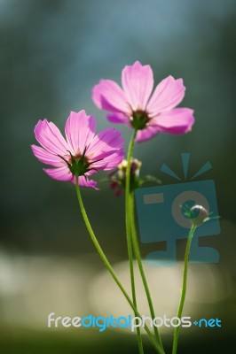 Cosmos Flowers Field Stock Photo