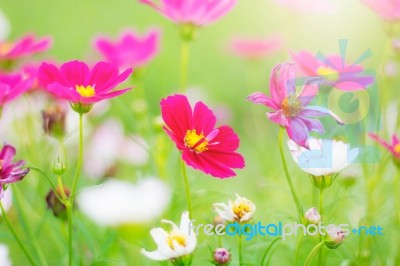 Cosmos With Beauty Stock Photo