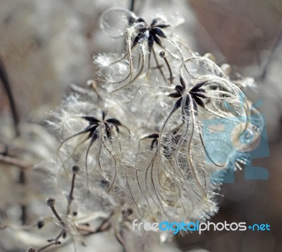 Cotinus Coggygria Stock Photo Cotinus Coggygria Stock Photo