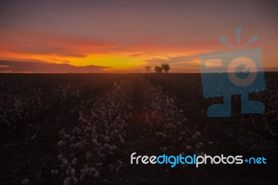 Cotton Field In Oakey, Queensland Stock Photo