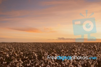 Cotton Field In Oakey, Queensland Stock Photo